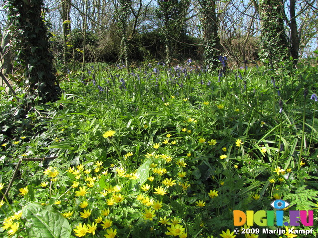 SX05217 Purple Lesser Celandine (Ranunculus ficaria) and yellow Lesser Celandine (Ranunculus ficaria) flowers